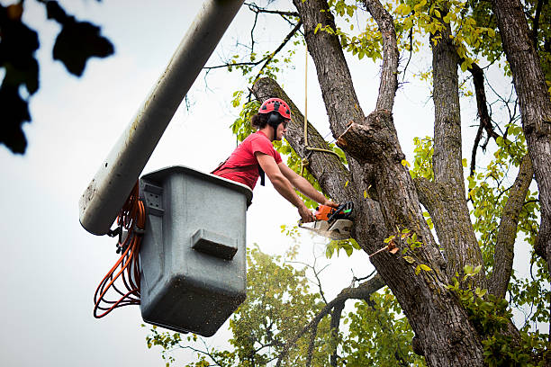 Best Utility Line Clearance  in East Quincy, CA